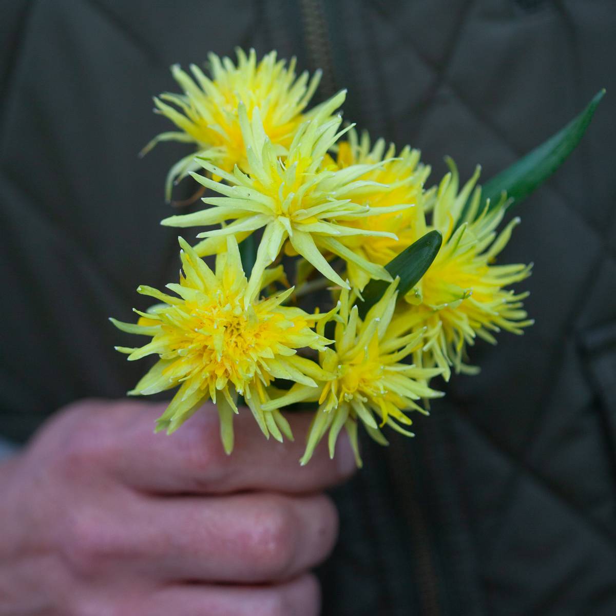 Påskelilje 'Rip Van Winkle’ - 5 stk