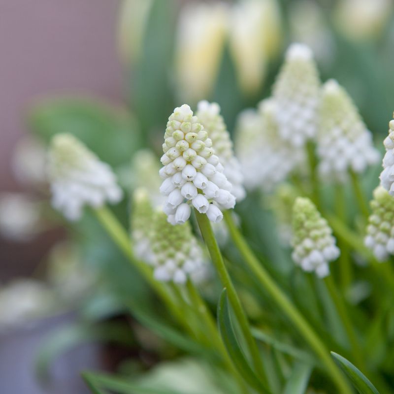 Perleblomst 'White Magic' - 15 stk