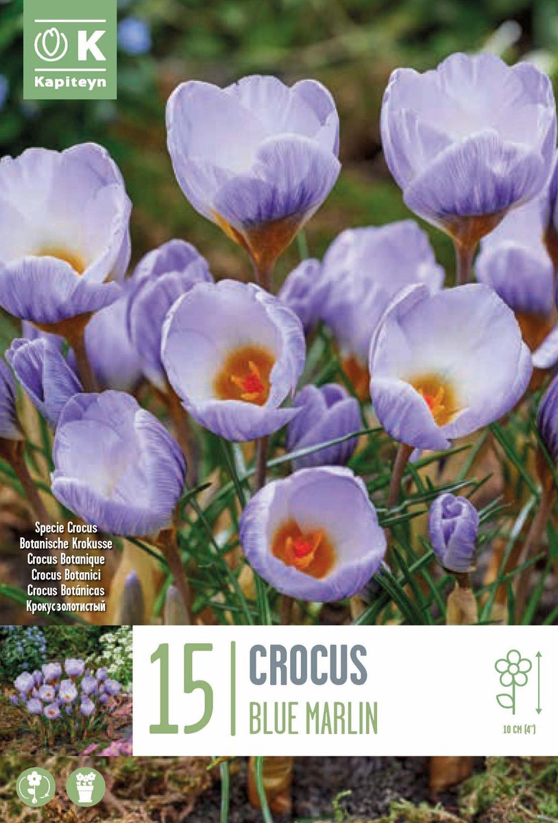 Begerkrokus 'Blue Marlin' - Crocus chrysanthus - 15 stk