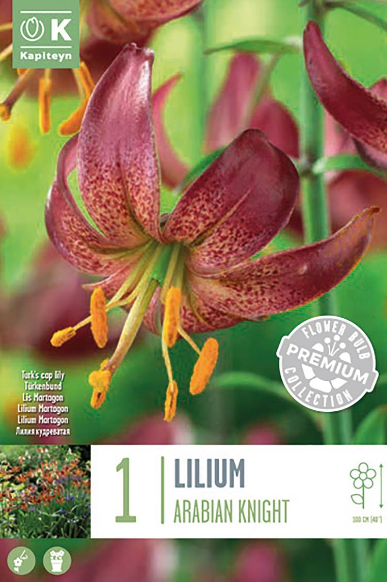 Martagonlilje  'Arabian Knight' - Lilium x martagon, 1 stk.