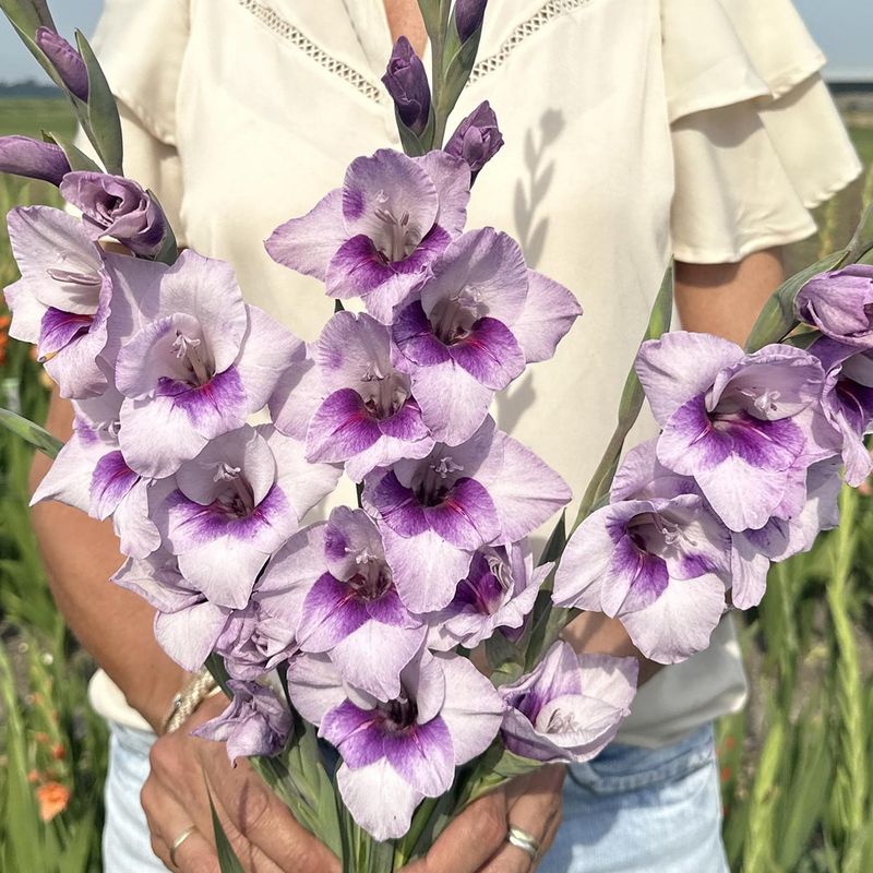 Gladiol, dverg 'Gladdies Tina' - Gladiolus, 10 stk.