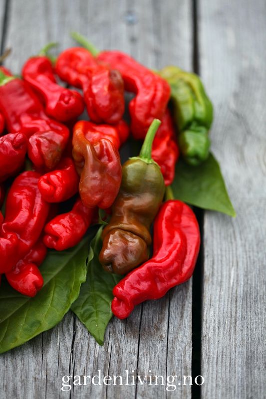 Chilipepper 'Peter Pepper Red'/'Penis Chili'- Capsicum annuum