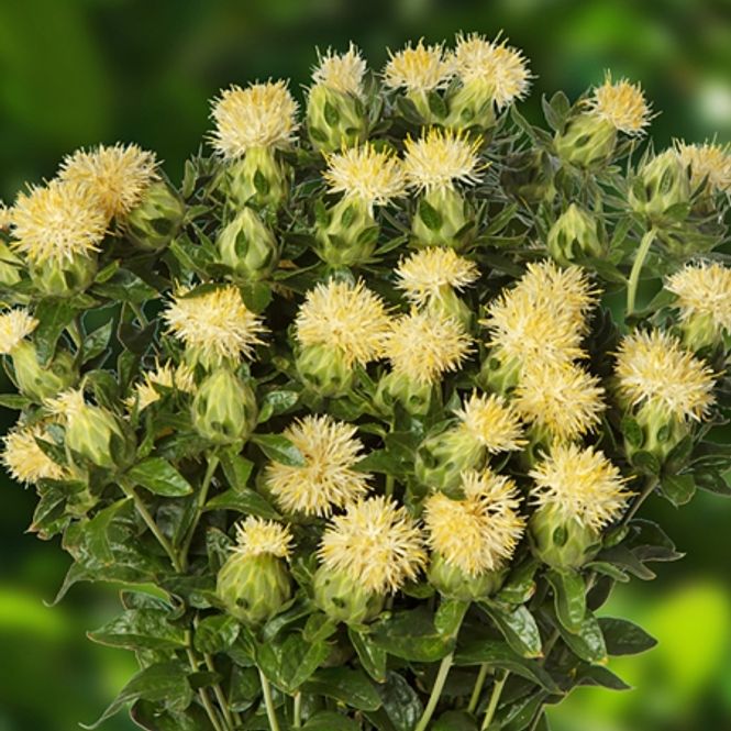 Hovedbilde Safrantistel 'Ice Cream'- Carthamus tinctorius