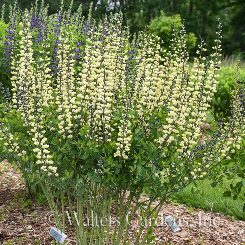 Fargeskolm 'Vanilla Cream' ® - Baptisia