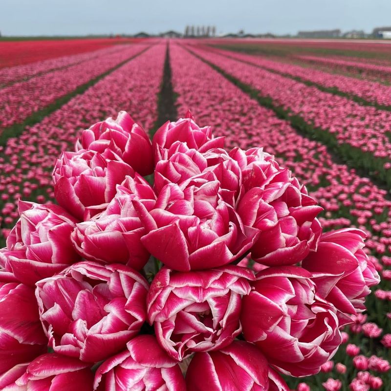 Tulipan 'Columbus', sen dobbel - 10 stk