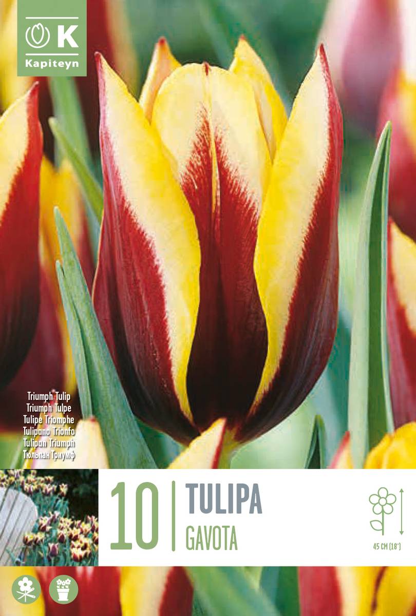 Tulipan 'Gavota', triumphtulipan - 10 stk