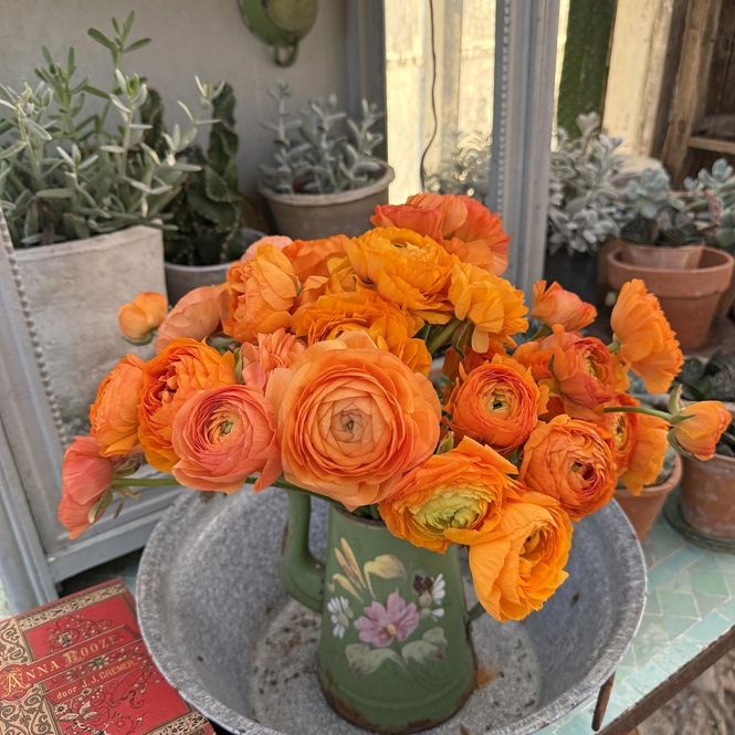 Hovedbilde Ranunkel 'Elegance®  Clementine' - Ranunculus, 7 stk.