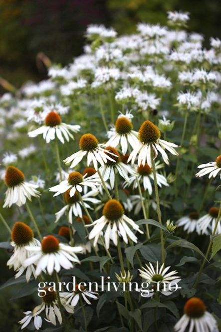 Hovedbilde Purpursolhatt ’White Swan’ - Echinacea purpurea ...