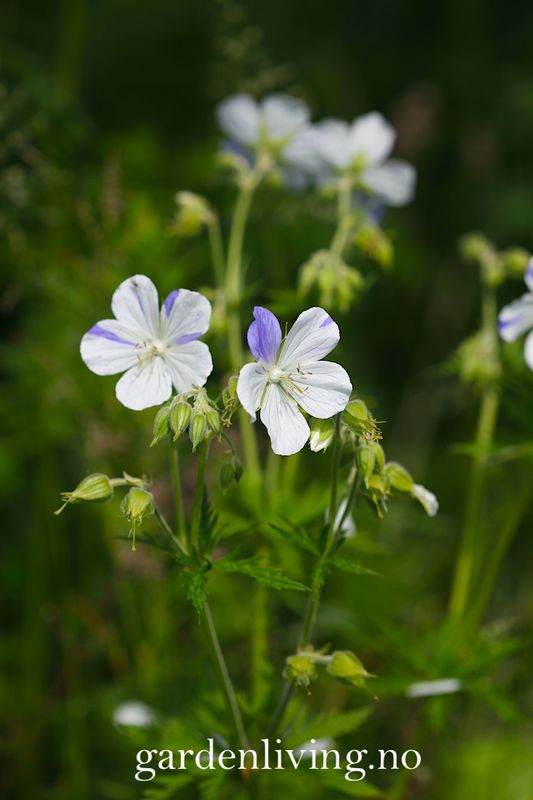 Engstorkenebb 'Splish Splash' - Geranium pratense