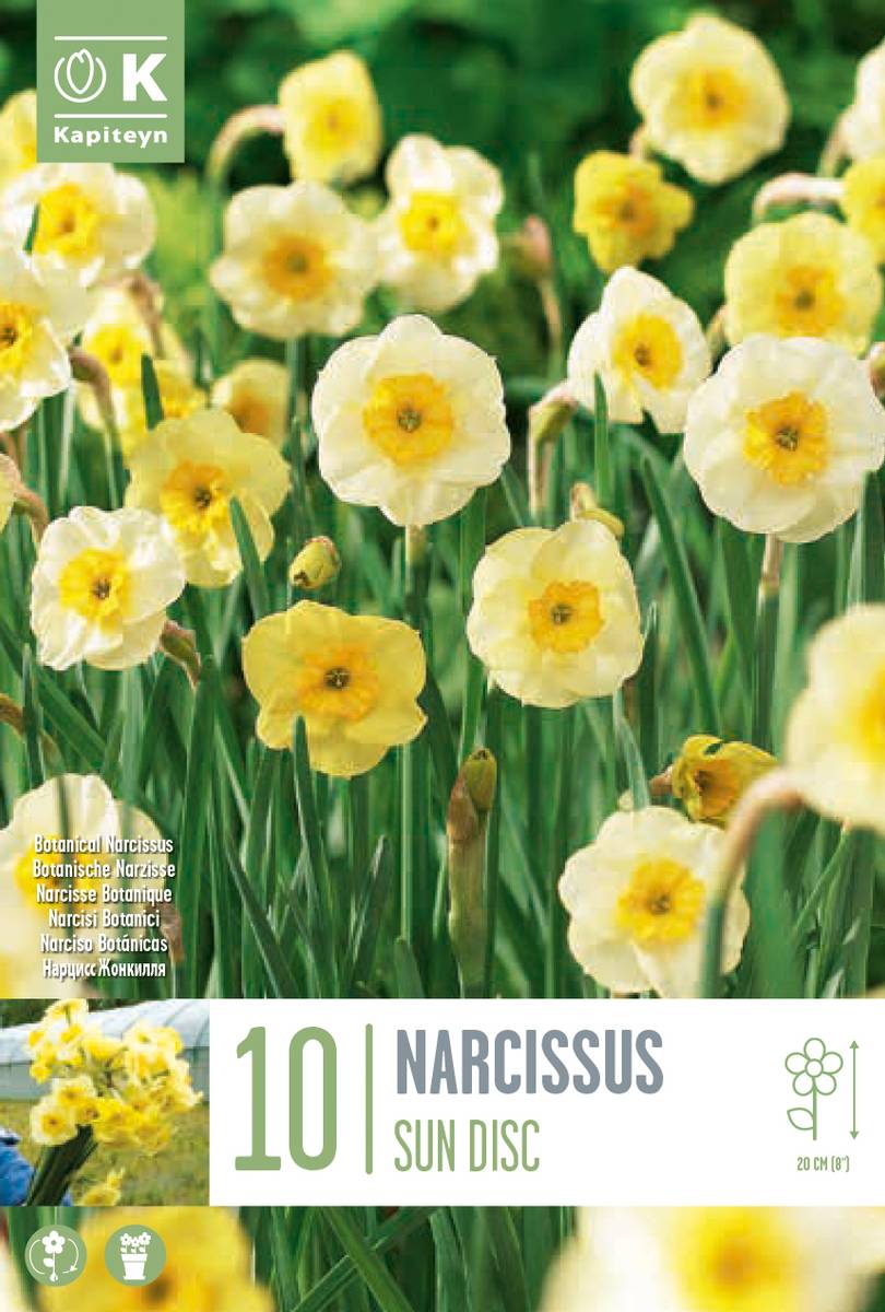 Påskelilje 'Sun Disc’ - 10 stk