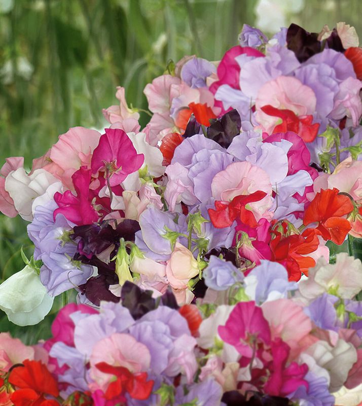 Blomsterert 'Spring Sunshine Summer Feeling' - Lathyrus odoratus 