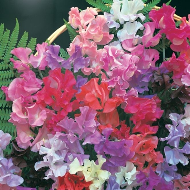 Hovedbilde Blomsterert 'Scented Bouquet - Lathyrus odoratus