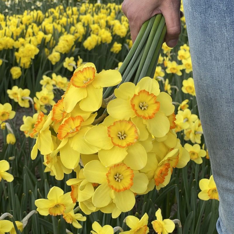 Påskelilje 'Pacific Rim' - 10 stk