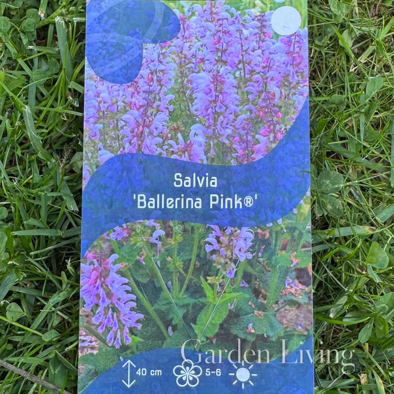 Praktsalvie Fashionista® 'Ballerina Pink' - Salvia