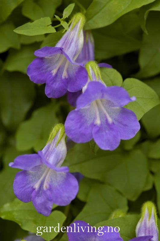 Klatreløvemunn 'Sky Blue' - Maurandya/ Asarina scandens 
