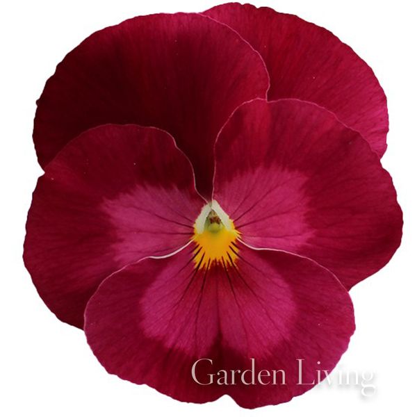 Hovedbilde Stemorsblomst 'Pax Rose' F1 - Viola x wittrockiana