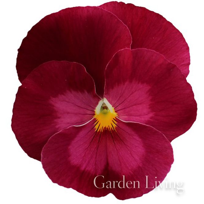 Hovedbilde Stemorsblomst 'Pax Rose' F1 - Viola x wittrockiana