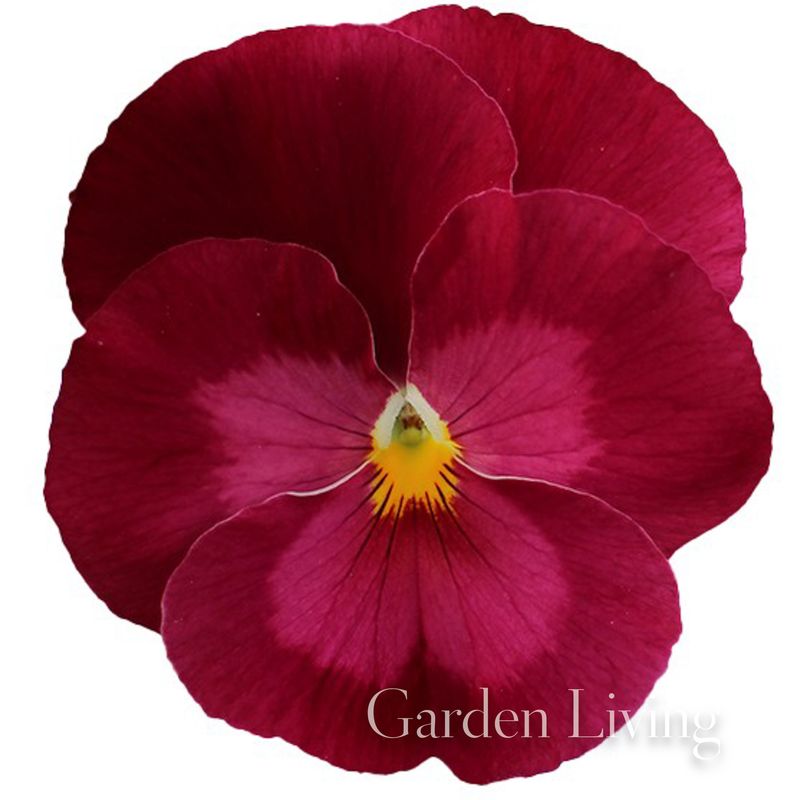 Stemorsblomst 'Pax Rose' F1 - Viola x wittrockiana
