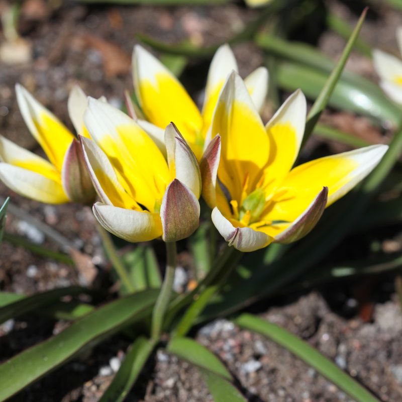 Skjermtulipan - Tulipa tarda - 10 stk