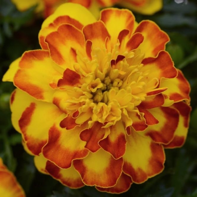 Hovedbilde Fløyelsblomst 'Flamenco' - Tagetes patula