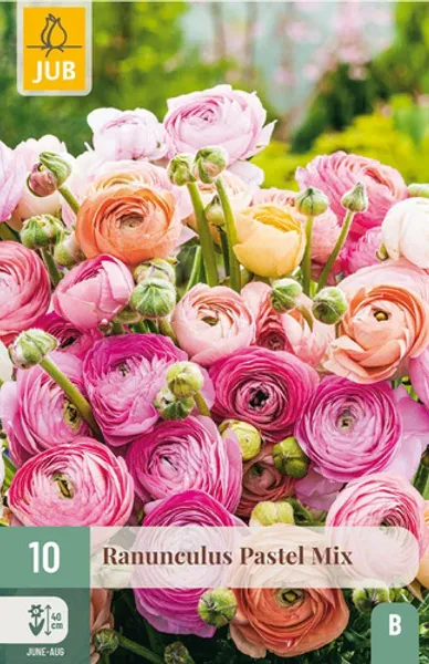 Hovedbilde Ranunkler 'Pastel Mix' - Ranunculus, 10 stk.