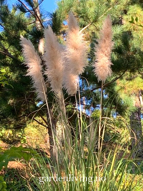 Hovedbilde Pampasgress - Cortaderia selloana