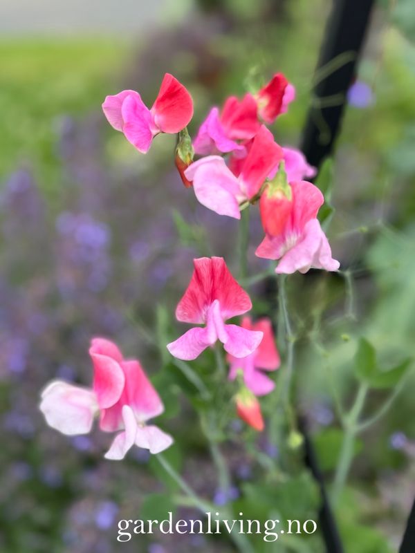 Blomsterert 'Salmon Duo’ - Lathyrus odoratus