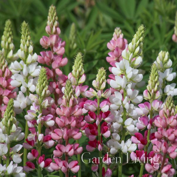Hovedbilde Sommerlupin 'Avalune Red and Rose' - Lupinus nanus
