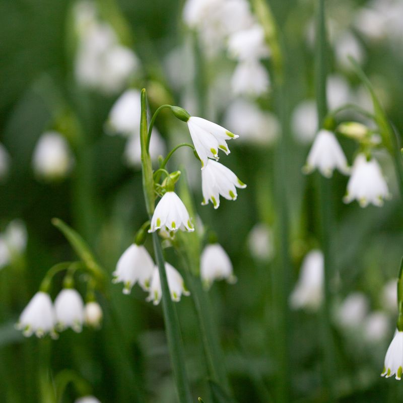 Jonsokklosterklokke - Leucojum aestivum - 5 stk