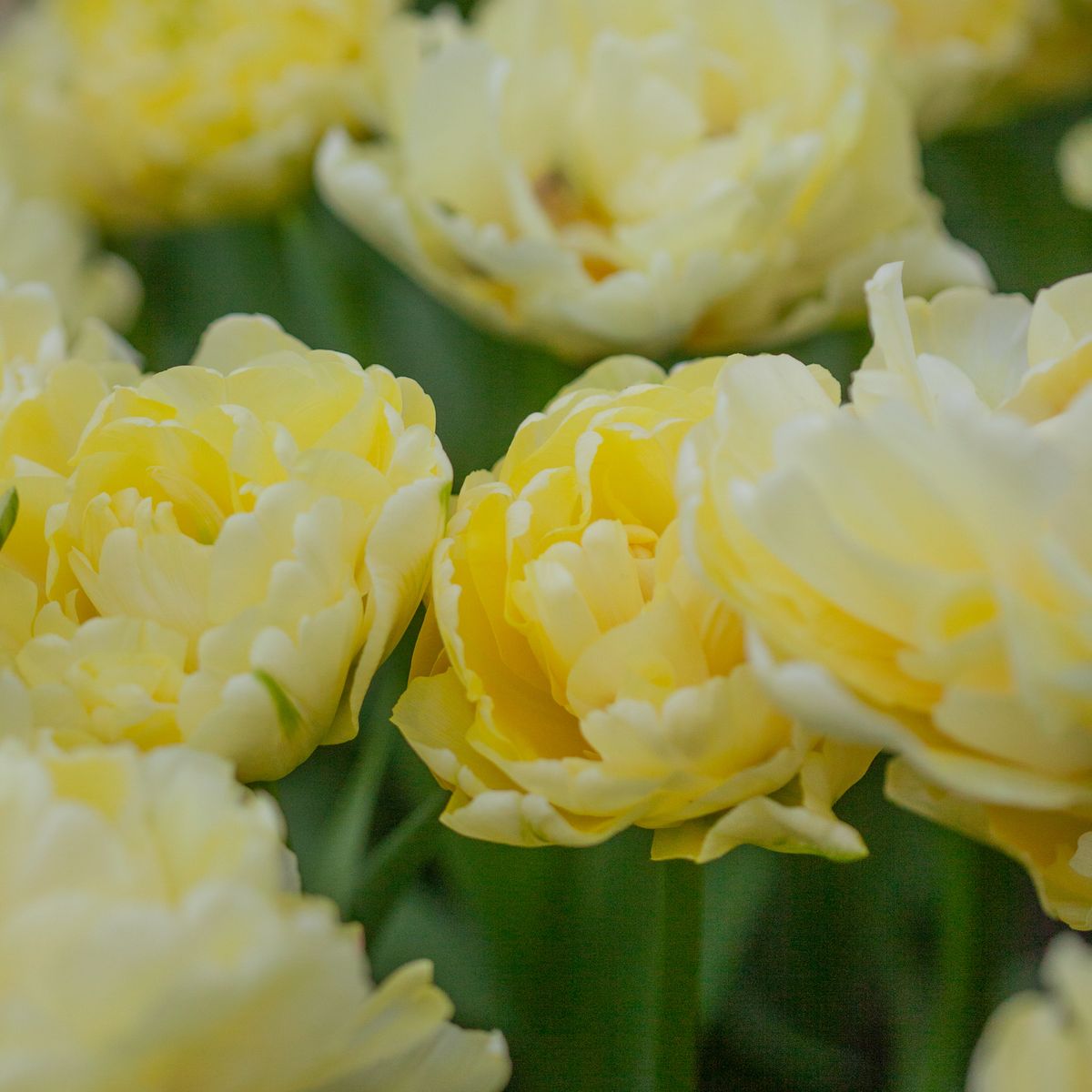 Tulipan 'Avant Garde', Tidlig dobbel - 7 stk