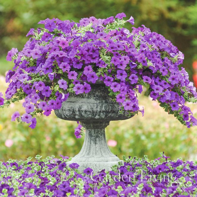 Hovedbilde Petunia 'Easy Wave Blue' - Petunia x hybrida, heng