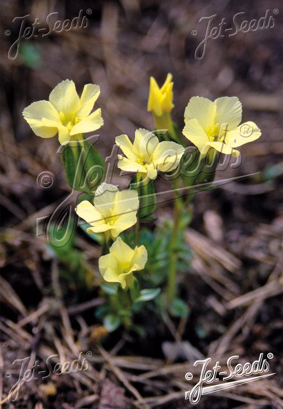 Gentiana oschtenica