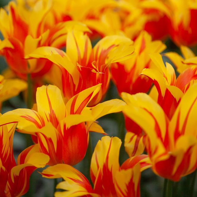 Hovedbilde Tulipan 'Fire Wings', Liljeblomstrende - 8 stk