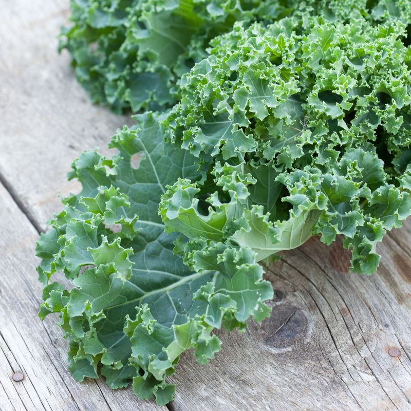 Grønnkål 'Westland Winter' - Brassica oleracea - Organic