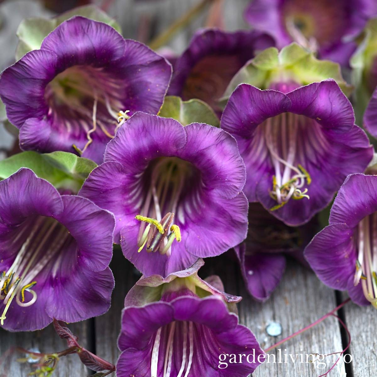 Klokkeranke - Cobaea scandens