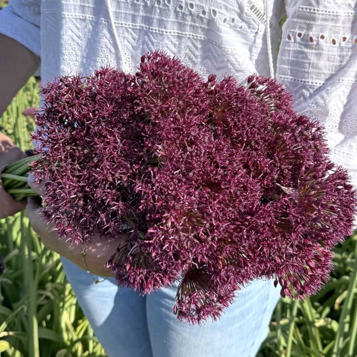 Vinløk - Allium atropurpureum - 10 stk
