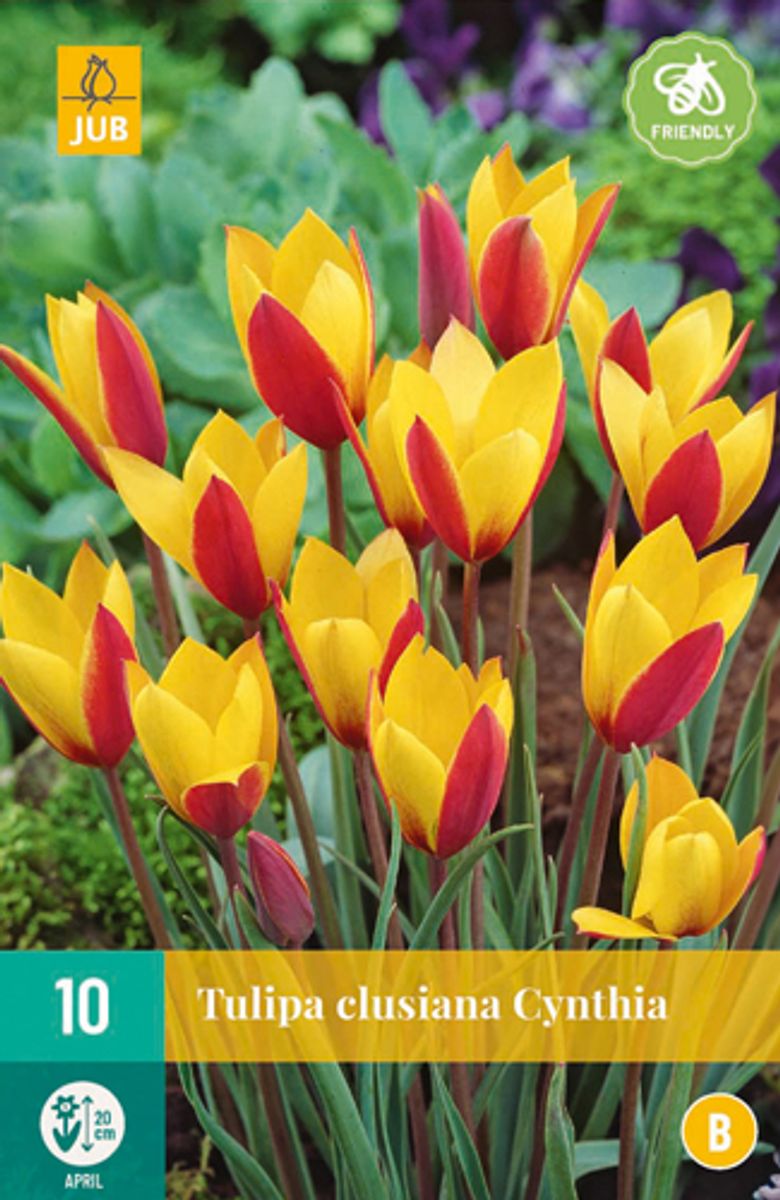 Clusiustulipan 'Cynthia',  Tulipa clusiana  - 10 stk