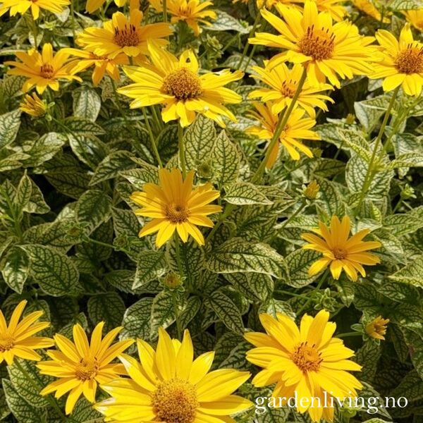Hovedbilde Soløye 'Variegata Oriole' - Heliopsis helianthoides