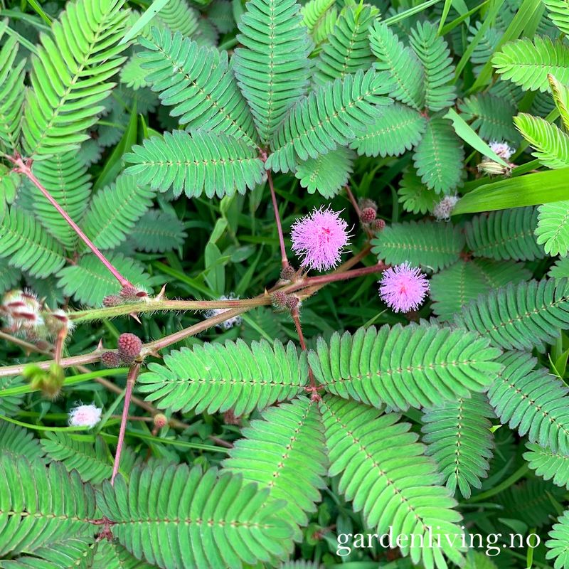 Sanseplante/Rør meg ikke - Mimosa pudica