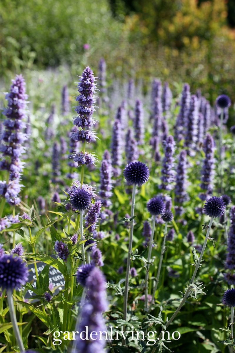 Anisisop 'Blue and White Mixed' - Agastache foeniculum