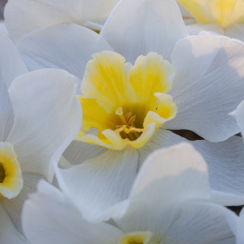 Påskelilje 'Lemon Beauty' - 10 stk