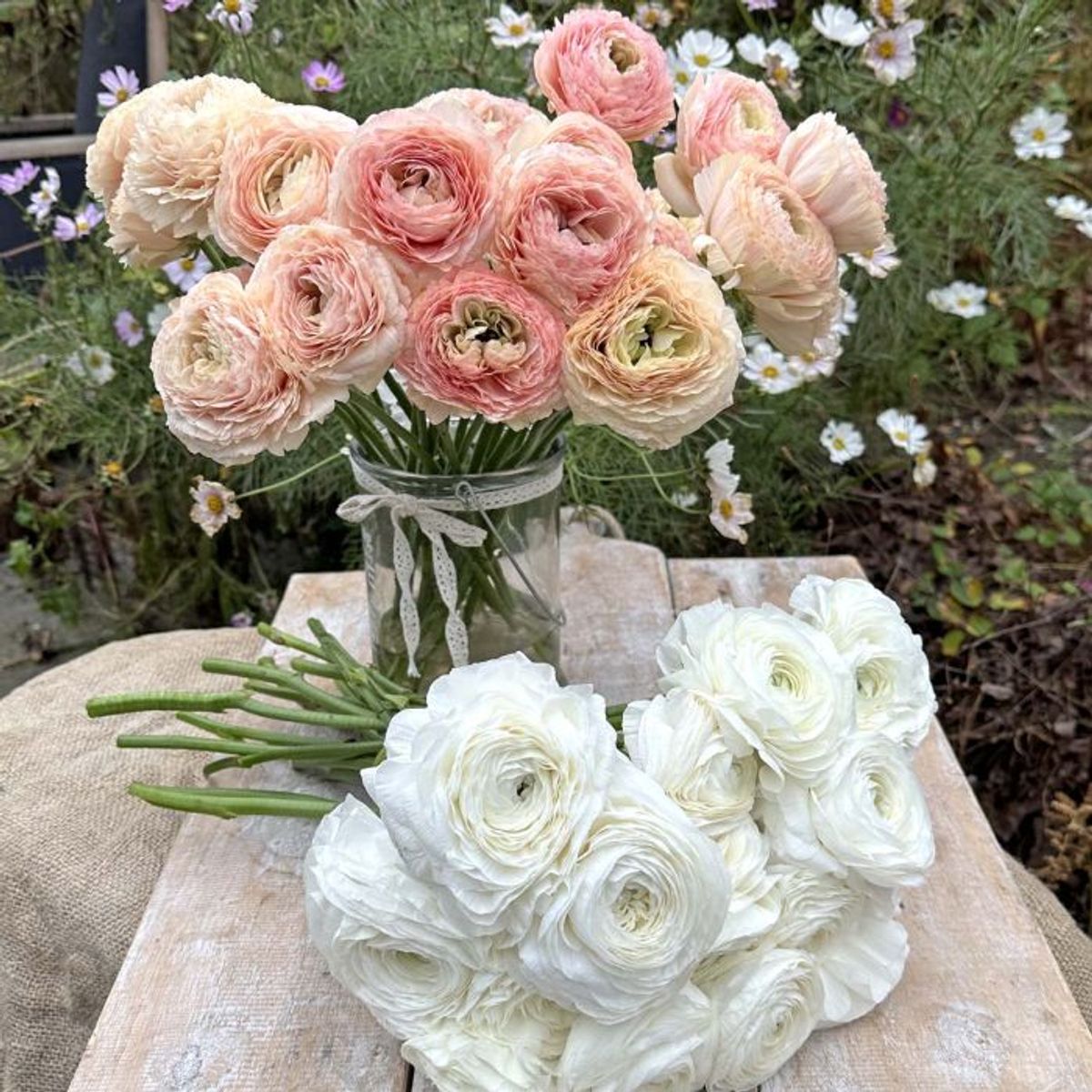 Ranunkel 'Elegance®  Bianco' - Ranunculus, 7 stk.