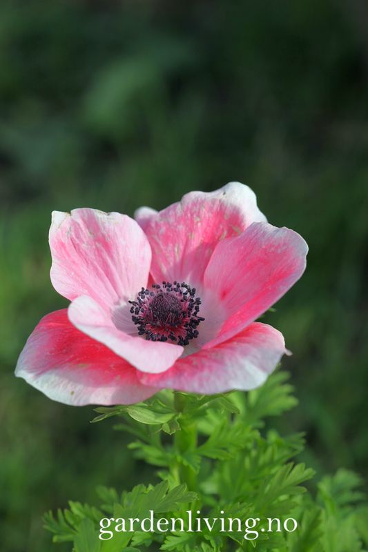 Kronsymre 'Rosa Chiaro' - Anemone coronaria, 10 stk