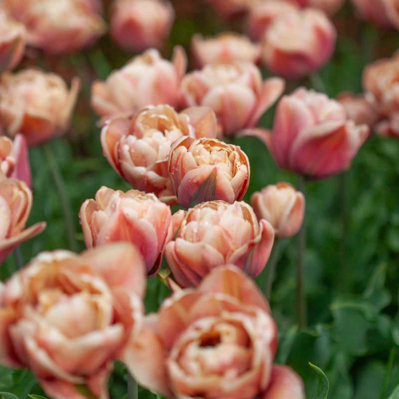 Tulipan 'La Belle Epoque' - 5 stk