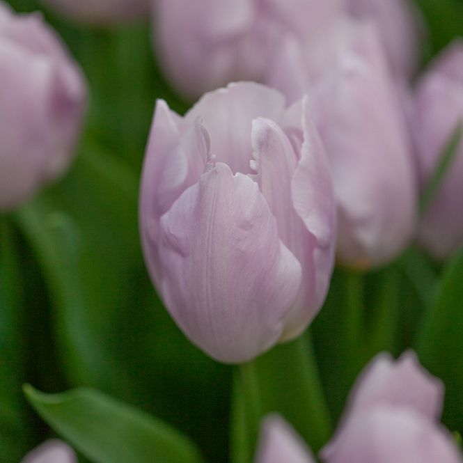Hovedbilde Tulipan 'Candy Prince', Tidlig enkel - 7 stk