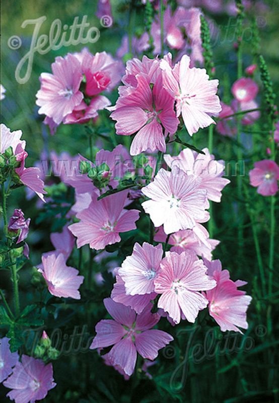 Rosekattost - Malva alcea 
