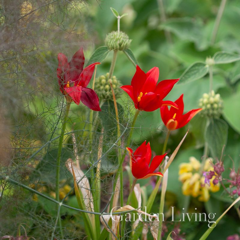 Engtulipan - Tulipa sprengeri - 1 stk