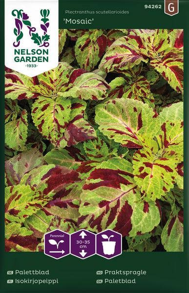 Hovedbilde Praktspragle 'Mosaic' - Solenostemon blumei syn. Coleus ...