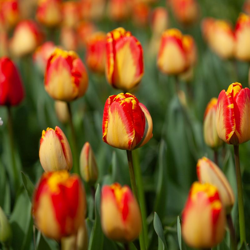 Tulipan 'Banja Luka', darwinhybrid - 10 stk