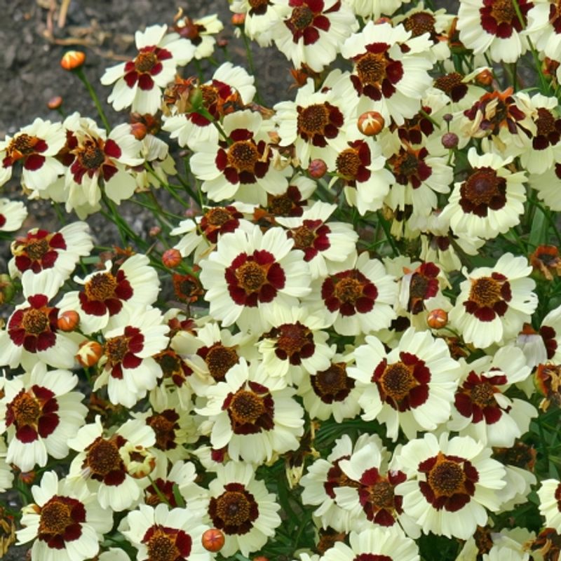 Kransvakkerøye 'Corusco Cream Red' - Coreopsis grandiflora